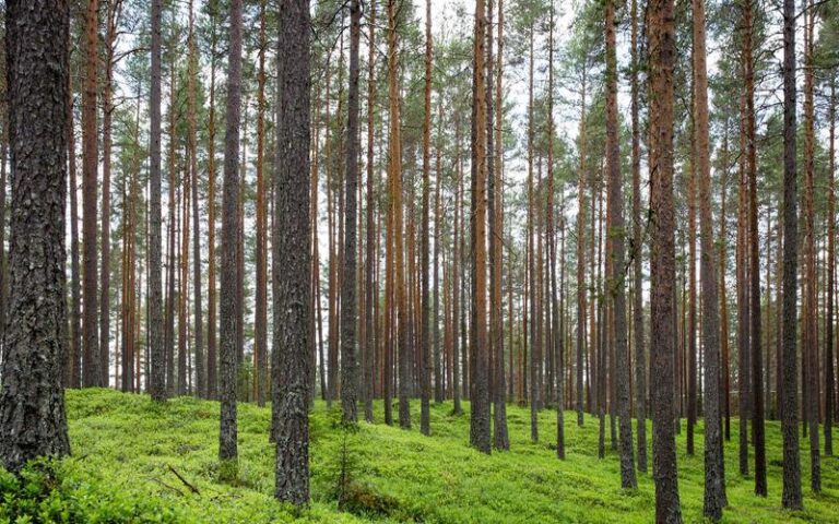 What Moves Gravel-Size Gypsum Crystals Around the Desert?