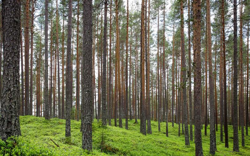 What Moves Gravel-Size Gypsum Crystals Around the Desert?